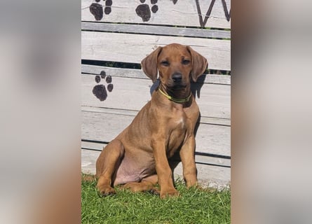 RR-Welpen mit FCI-Papieren