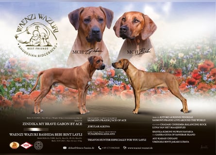 Rhodesian Ridgeback Flower Power Gang