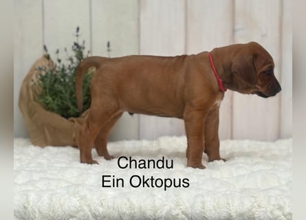 Rhodesian Ridgeback Flower Power Gang