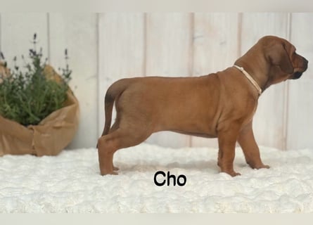 Rhodesian Ridgeback Flower Power Gang