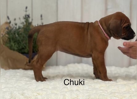 Rhodesian Ridgeback Flower Power Gang