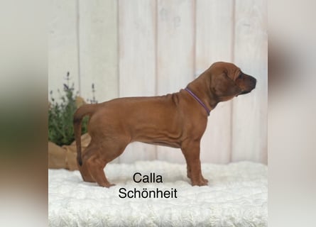 Rhodesian Ridgeback Flower Power Gang