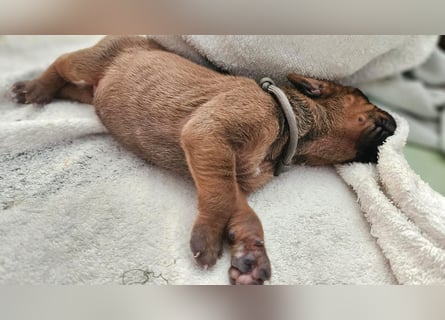 Rhodesian Ridgeback Welpen Abgabe ab November 2025 aus Leipzig