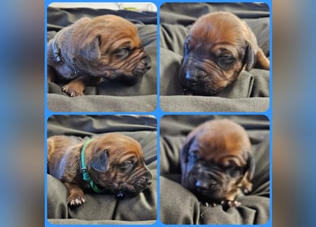Rhodesian Ridgeback Welpen Abgabe ab November 2025 aus Leipzig