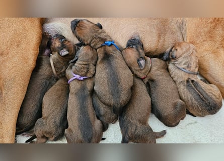 Rhodesian Ridgeback Welpen Abgabe ab November 2025 aus Leipzig