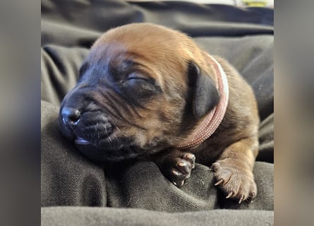 Rhodesian Ridgeback Welpen Abgabe ab November 2025 aus Leipzig