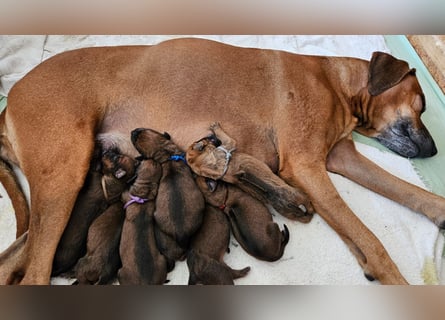 Rhodesian Ridgeback Welpen Abgabe ab November 2025 aus Leipzig