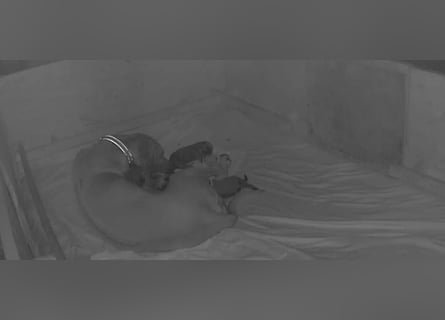 Rhodesian Ridgeback Welpen Abgabe ab November 2025 aus Leipzig