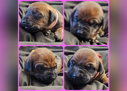 Rhodesian Ridgeback Welpen Abgabe ab November 2025 aus Leipzig