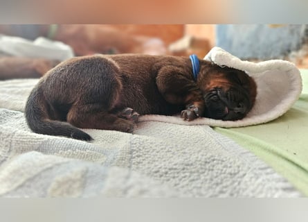 Rhodesian Ridgeback Welpen Abgabe ab November 2025 aus Leipzig