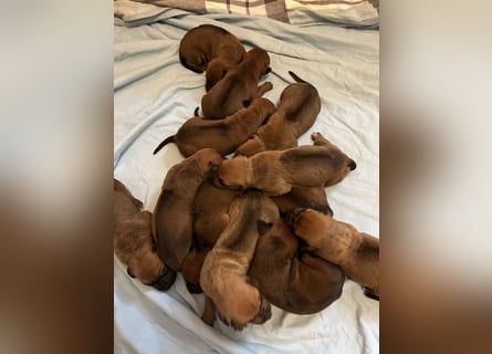 Rhodesian Ridgeback Welpen