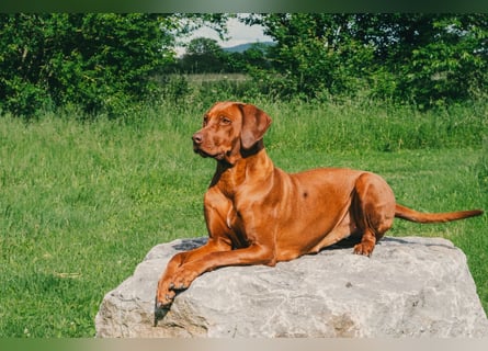 Rhodesian Ridgeback Welpen