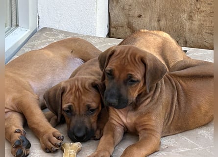 Rhodesian Ridgeback Welpen