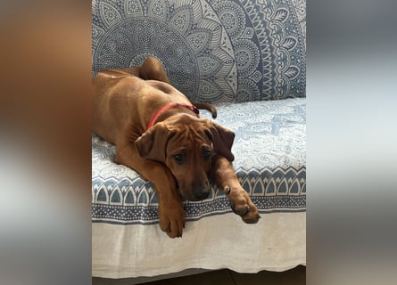 Rhodesian Ridgeback Welpen