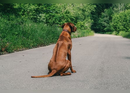 Rhodesian Ridgeback Welpen