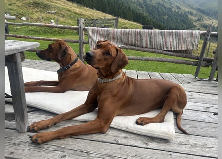 Rhodesian Ridgeback Welpen