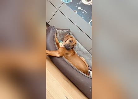 Rhodesian Ridgeback Welpen