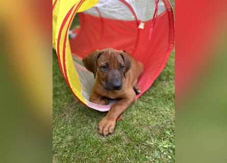 Rhodesian Ridgeback Welpen