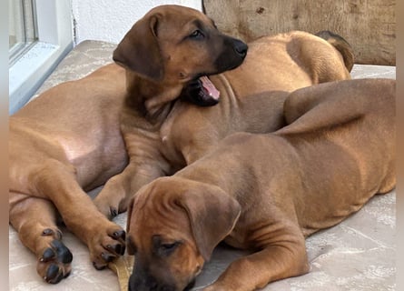 Rhodesian Ridgeback Welpen