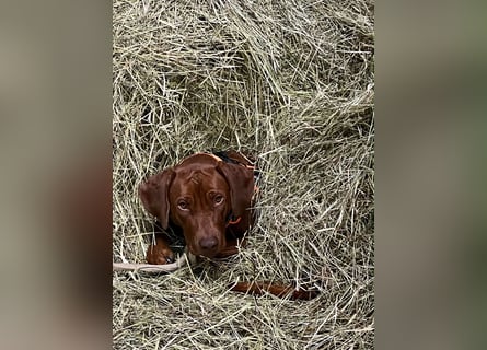 Rhodesian Ridgeback Welpen