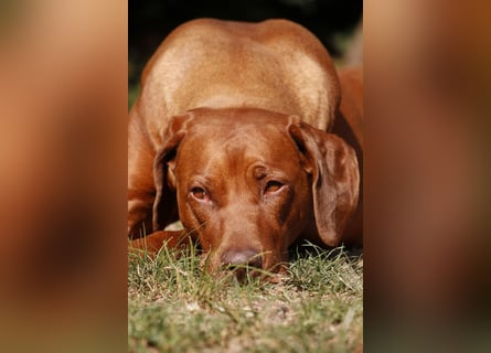 Rhodesian Ridgeback Welpen