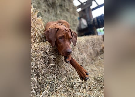 Rhodesian Ridgeback Welpen