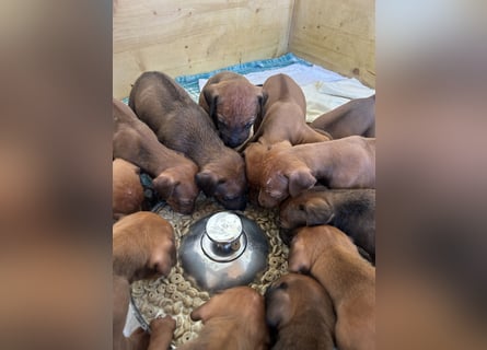 Rhodesian Ridgeback Welpen