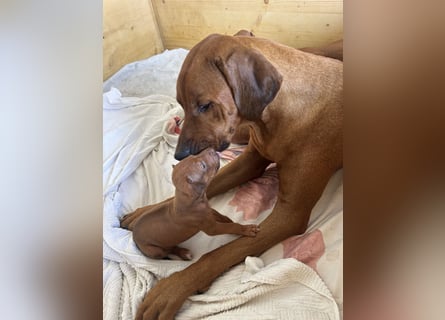 Rhodesian Ridgeback Welpen