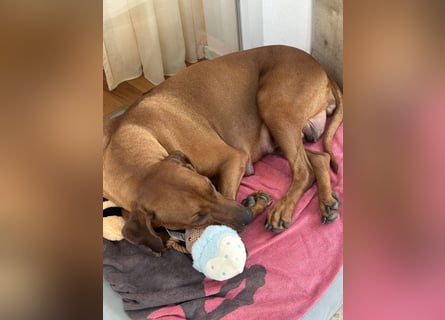 Rhodesian Ridgeback Welpen