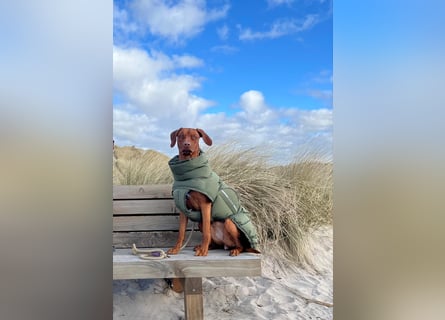 Rhodesian Ridgeback Hündin Livernose 3 Jahre