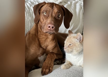Rhodesian Ridgeback Hündin Livernose 3 Jahre