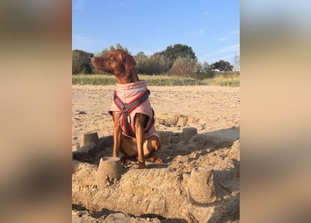 Rhodesian Ridgeback Hündin Livernose 3 Jahre