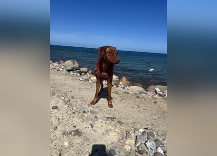 Rhodesian Ridgeback Hündin Livernose 3 Jahre