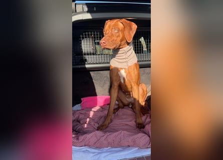 Rhodesian Ridgeback Hündin Livernose 3 Jahre