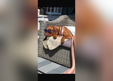 Rhodesian Ridgeback Hündin Livernose 3 Jahre
