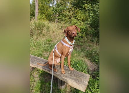 Rhodesian Ridgeback Hündin Livernose 3 Jahre