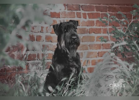 Wurfankündung Riesenschnauzer schwarz Kör & Leistungszucht