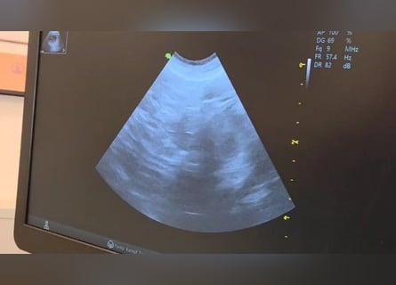 Wurfankündung Riesenschnauzer schwarz Kör & Leistungszucht