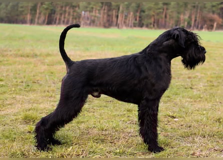 Wurfankündung Riesenschnauzer schwarz Kör & Leistungszucht