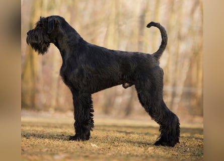 Wurfankündung Riesenschnauzer schwarz Kör & Leistungszucht