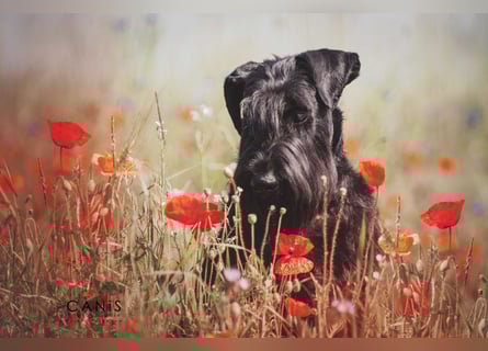 Wurfankündung Riesenschnauzer schwarz Kör & Leistungszucht