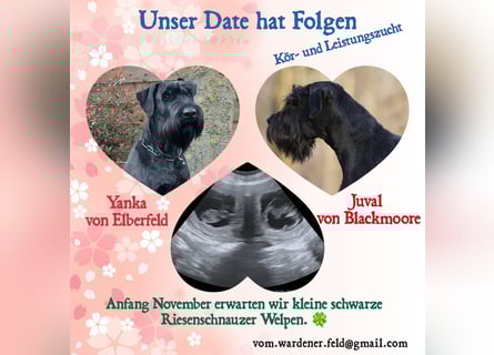 Wurfankündung Riesenschnauzer schwarz Kör & Leistungszucht