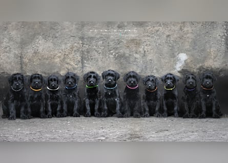 Wurfankündung Riesenschnauzer schwarz Kör & Leistungszucht