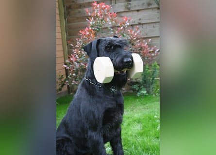 Wurfankündung Riesenschnauzer schwarz Kör & Leistungszucht