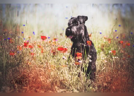 Wurfankündung Riesenschnauzer schwarz Kör & Leistungszucht