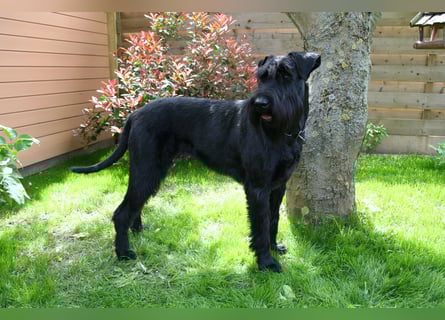 Wurfankündung Riesenschnauzer schwarz Kör & Leistungszucht