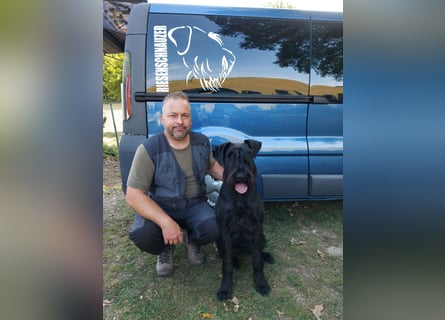 Wurfankündung Riesenschnauzer schwarz Kör & Leistungszucht