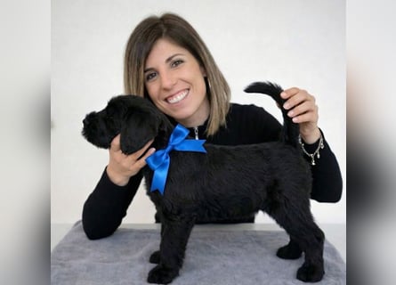 Riesenschnauzer schwarz Schönheit- x Arbeitslinie mit Ahnentafel