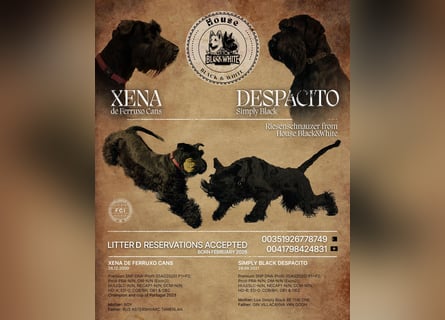 Riesenschnauzer schwarz Schönheit- x Arbeitslinie mit Ahnentafel