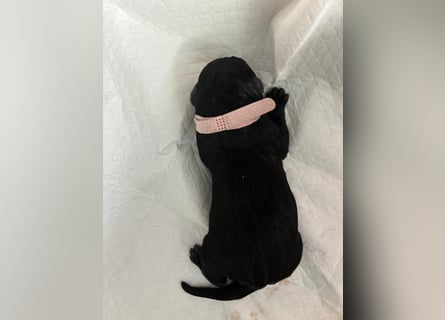 Riesenschnauzer schwarz Schönheit- x Arbeitslinie mit Ahnentafel